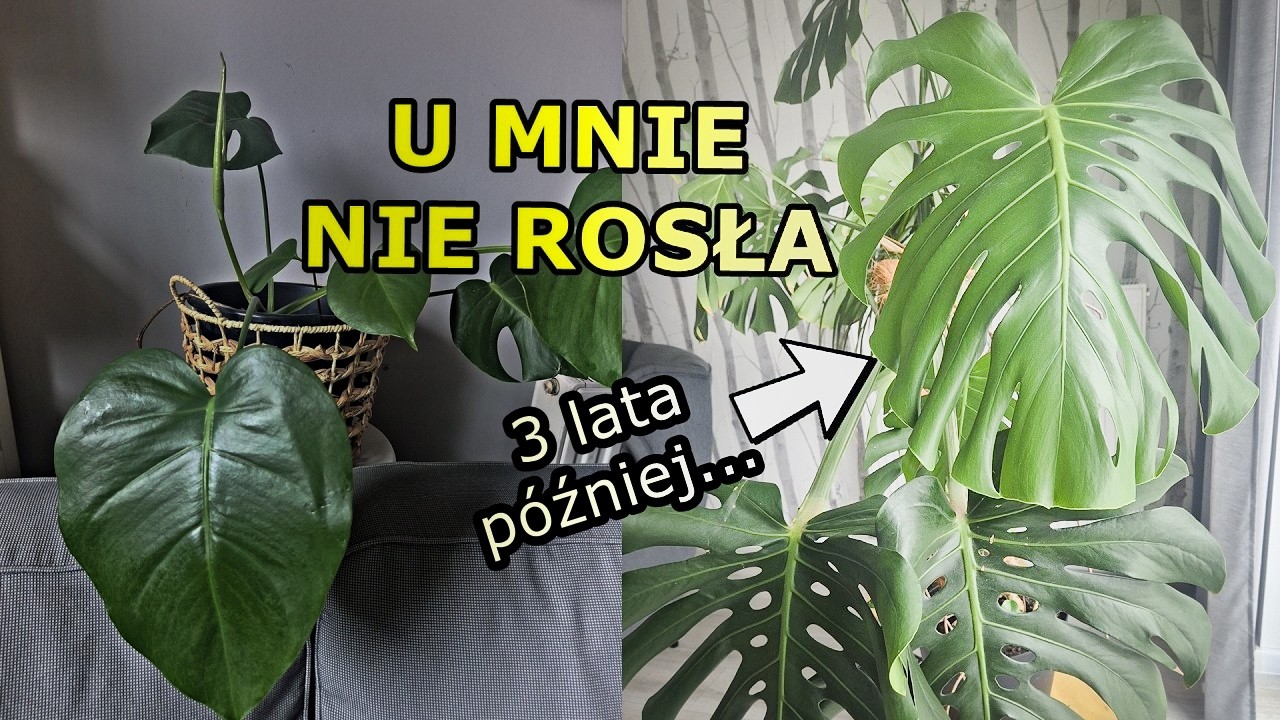 Oddałam mamie rośliny, które u mnie marniały… zobacz efekt