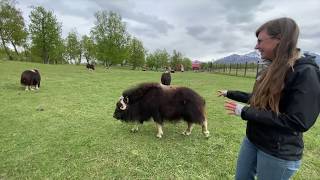 Meet A Musk Ox Monday: Oddballs!