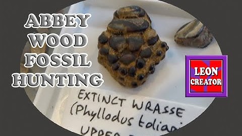 UK FOSSILS - Abbey Wood!!! - with Leon Hills - LEON CREATOR