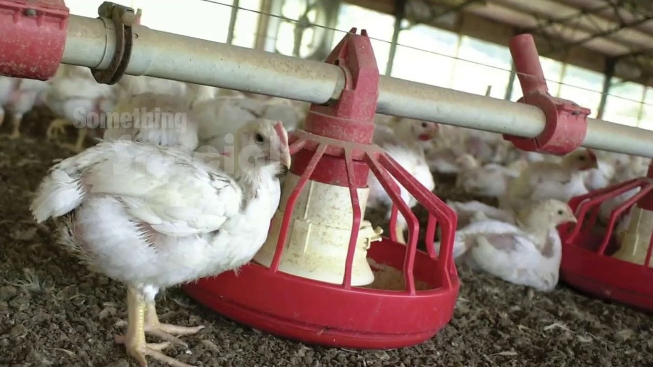 ఇది కోడి కాదు బాహుబలి something special traduction