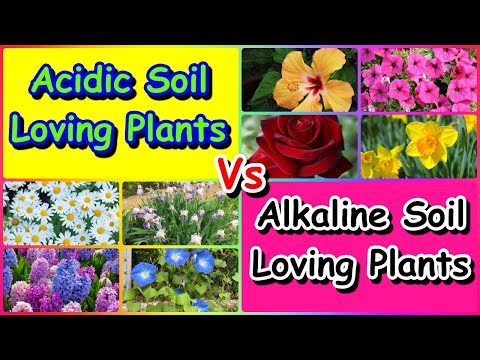अम्लीय मिट्टी से प्यार करने वाले पौधे बनाम क्षारीय मिट्टी से प्यार करने वाले पौधे | मिट्टी का पीएच | अम्लता के उपचार | हिंदी | V136