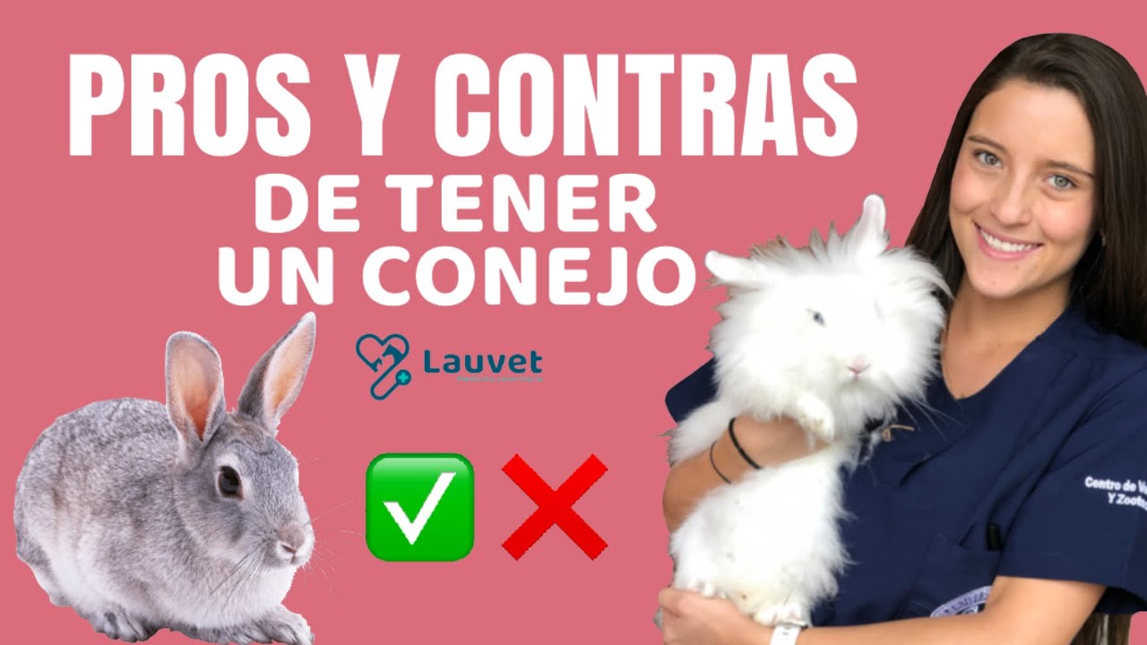 VENTAJAS Y DESVENTAJAS DE TENER UN CONEJO - Lauvet