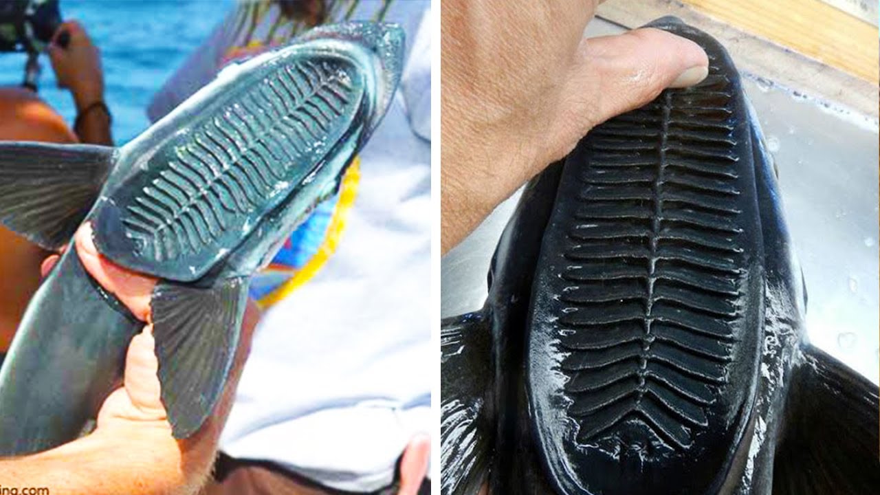 Fish That Look Like A Shoe සපත්තුවා Shoe Fish Shark Sucker