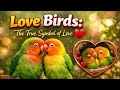 “Love Birds: The True Symbol of Love ❤️”