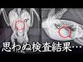 病院で2羽のレントゲン検査をしたらまさかの事実が判明しました…。【モモイロインコ】