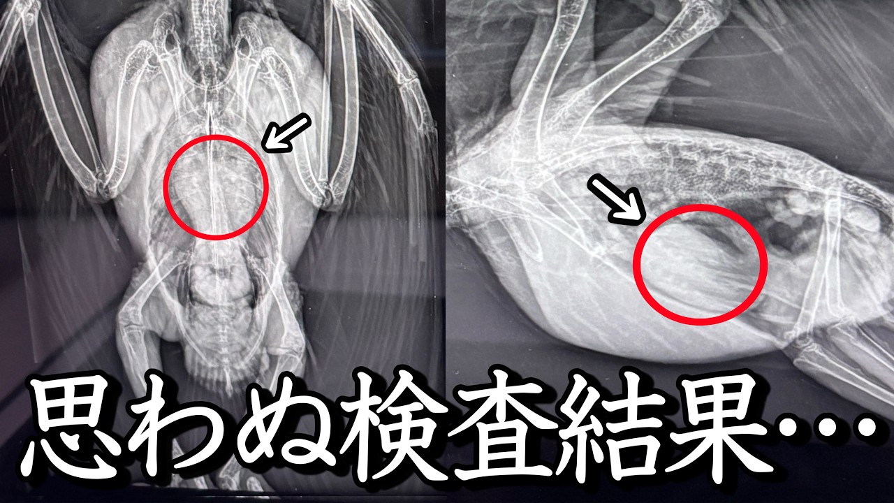 病院で2羽のレントゲン検査をしたらまさかの事実が判明しました…。【モモイロインコ】
