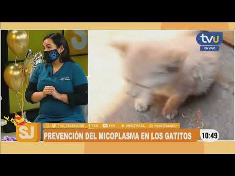 ¿Cómo cuidar a los gatitos del "micoplasma"? hqdefault
