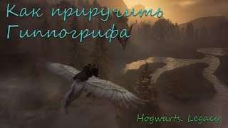 Как приручить гиппогрифа в Hogwarts: Legacy