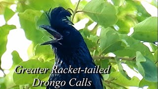 Greater Racket-tailed Drongo - Different Types Of Calls