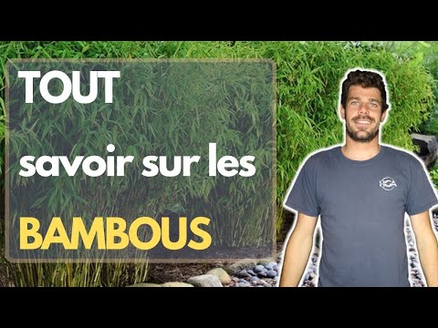 Vidéo: Quelle est la hauteur du bambou doré ?