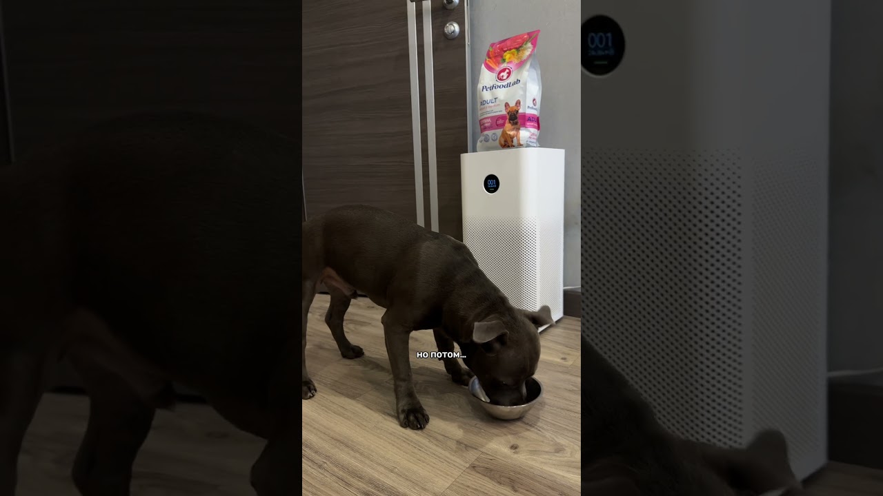 Гиппоаллрегенный корм 