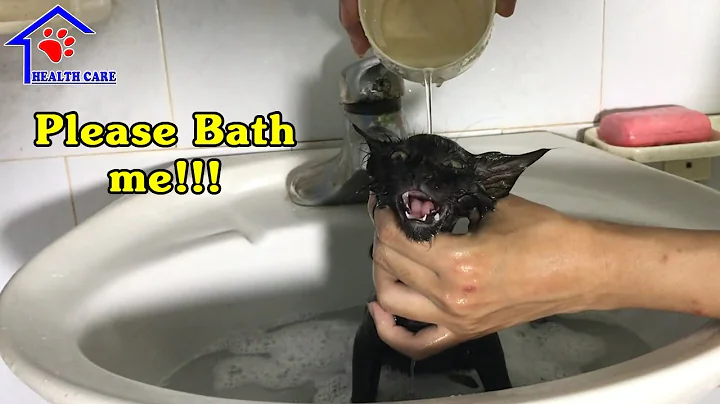 Watch the video about Kitten meowing loudly asking Dad for a Bath – Kitten love bathing