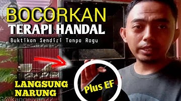 Terapi PENGGACORAN BURUNG SIRTU HASIL MEMUASKAN
