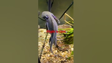 Don’t stop my axolotl from flying