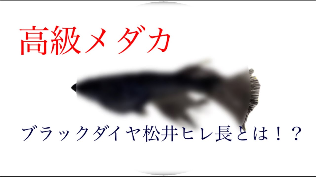 高級メダカ ブラックダイヤ松井ヒレ長の魅力を大公開 Youtube