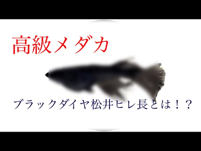 高級メダカ】ブラックダイヤ松井ヒレ長の魅力を大公開！！ - YouTube