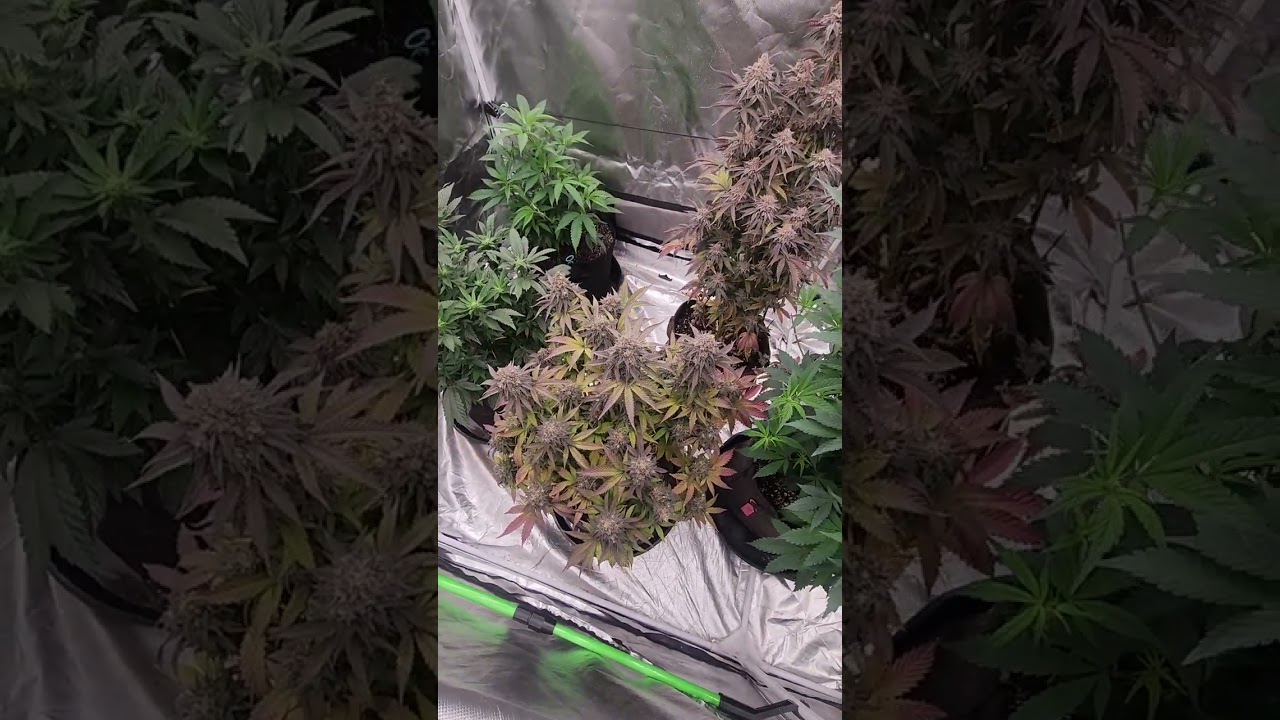 WICKED GENETICS 2025 INDOOR GROW