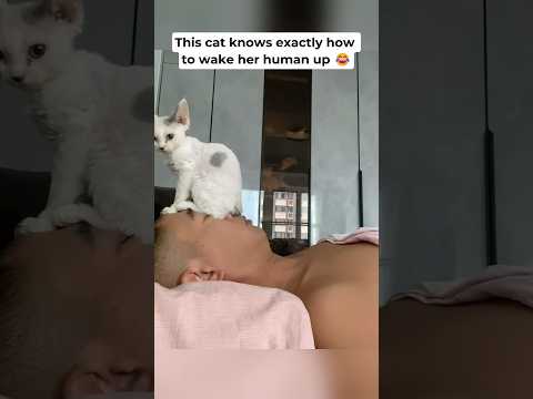 Cat wakes her human up in a strange way 😂 #cats
