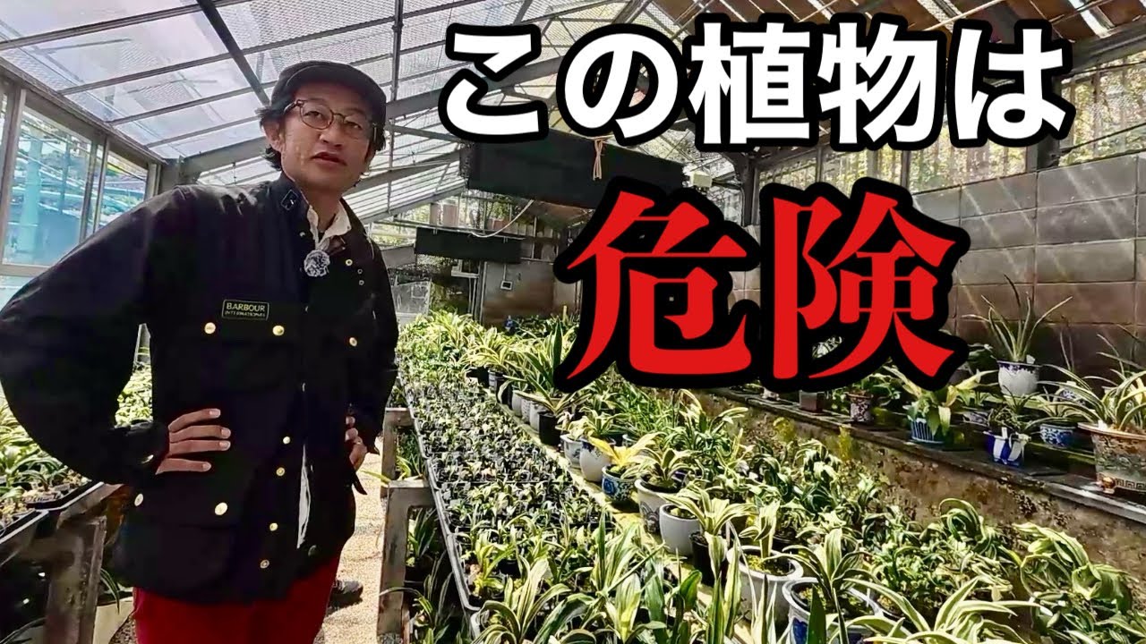 People who hear it are hooked one after another Once you know