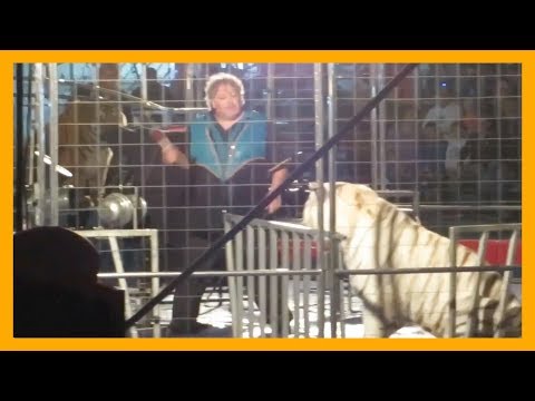 Brian Franzen Uses Fear and Punishment to Force Tigers to Perform at Shrine Circus