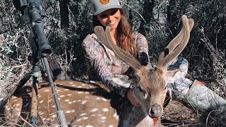 She Harvested Axis Buck In Velvet