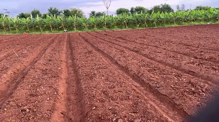 Trenches at PranavaSimha farms | Subhash Palekar Natural Farming (SPNF) | Coconut model