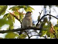 Garden Warbler Singing