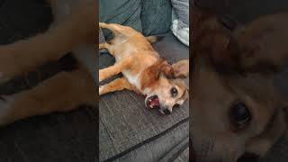 big morning happy yawn from dog #dog #cute #trending #dogshorts #happy #aww #besties #small #funny