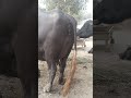 نیلی بار کی مینی چپی بھینس فار سیل Anmolpunjabcow Animals 