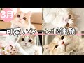 【生後8ヶ月記念】子猫のかわいい10連発！ベストシーン傑作集（2021年3月）