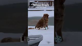 Pet likes Snowy backyard. goldenretriever shortsfeed viralytshorts ytshortsindia dogshorts yt