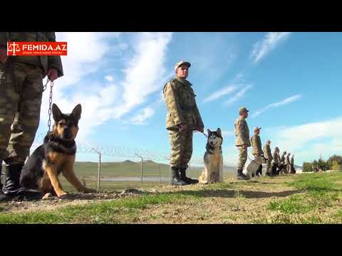 Video: Bir Rottweiler Təlim Necə