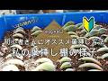 【Vlog862】【多肉植物】多肉初心者さんにオススメの葉挿し方法🌱はな桃作りどうなった?私の葉挿し棚の様子【葉挿し保育園】