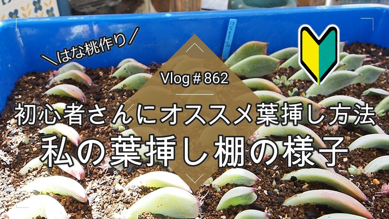 【キノピヨ】星桃錦からの葉挿し Vlog862】【多肉植物】多肉初心者さんにオススメの葉挿し方法🌱はな桃
