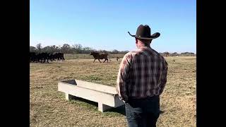 Penning cattle