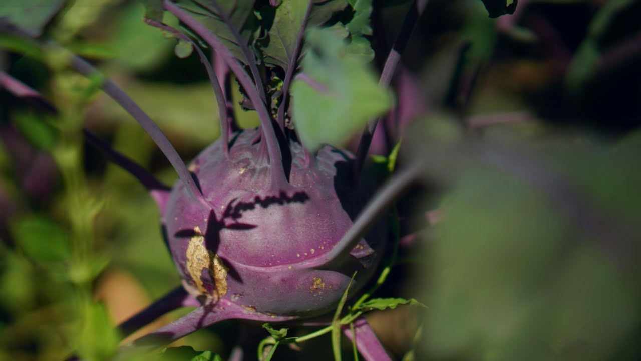 Why is My Kohlrabi SPLITTING?!?! Growing Kohlrabi