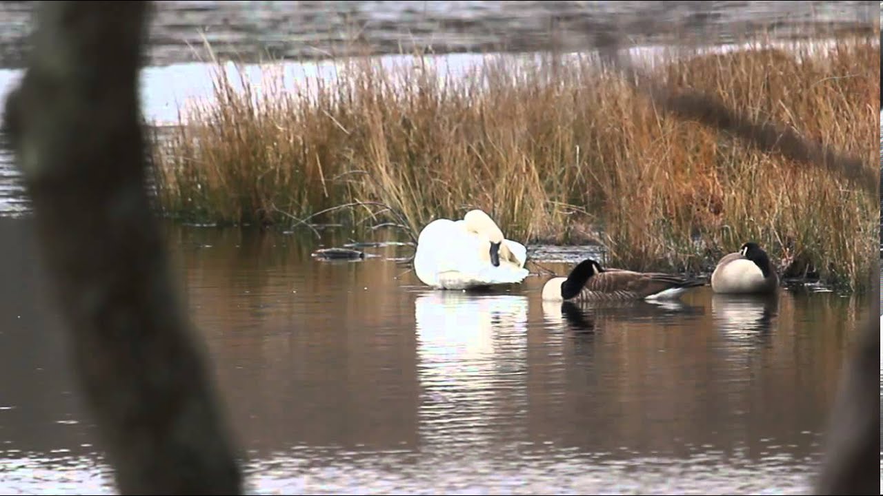 Trumpeter X Tundra? Swan - MD 