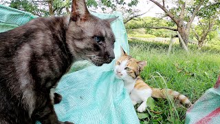友達ができたぼっち猫！？マーブル黒猫と三毛猫がかくれんぼをして遊ぶ