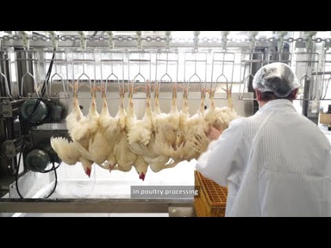 Humane Poultry Processing: From Stunning to Scalding - YouTube