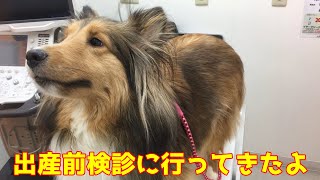 【シェルティ】出産前検診に行ってきた🐾【頭数確認💪】