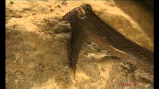 Neolithic Flint Mines At Spiennes Mons Unesconhk