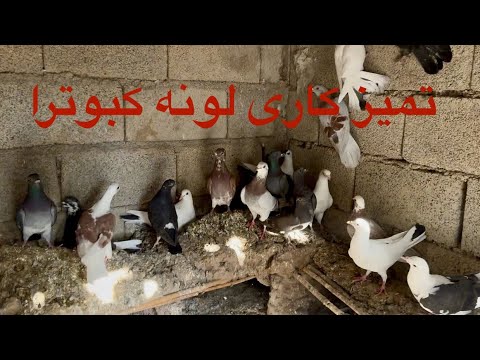 تمیز کاری کلبه ی کبوترا حدس بزن چند وقته تمیز نشده اینجا