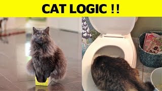 50+ Never Ending Cat Logic Funny Pictures