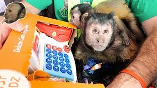 Monkey Mail Christmas Vlog! HAPPY HOLIDAYS!