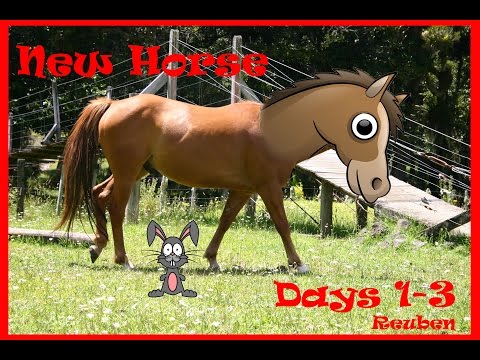 Capa de First 3 Days With A New Horse - Reuben