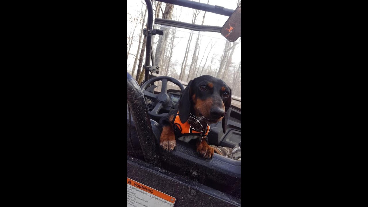 Hank(Super Wiener Dog) Tracking Deer YouTube