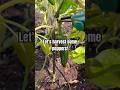 Let’s harvest some peppers! #homestead #selfsufficient #peppers #vegetablegarden #gardening