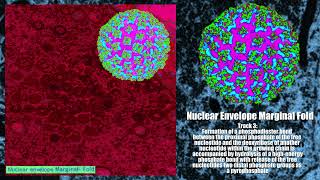 Genetic Modification - Nuclear Envelope Marginal Fold [Album] (Cellwall / Harsh Noise Wall)