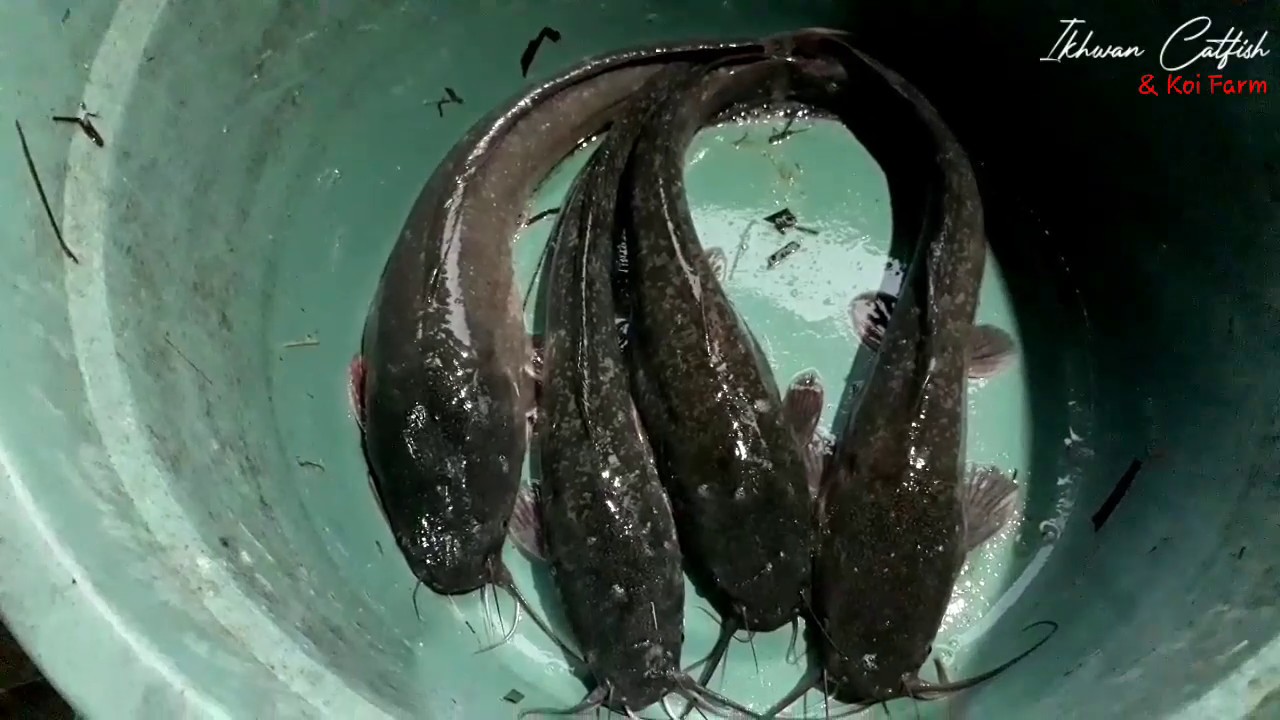 Cara Menetaskan Ikan Lele secara alami || Proses persiapan pemijahan