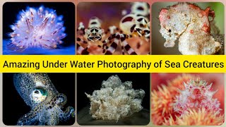 AMAZING PHOTOS OF AUSTRAILIAN FUNGUS-STEVE AXFORD @MUSICAL PICSHOTS AMAZING PHOTOS OF AUSTRAILIAN FUNGUS-STEVE AXFORD @MUSICAL PICSHOTS